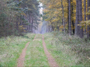 00073_Endlose Wälder_Thomas Eick.jpg